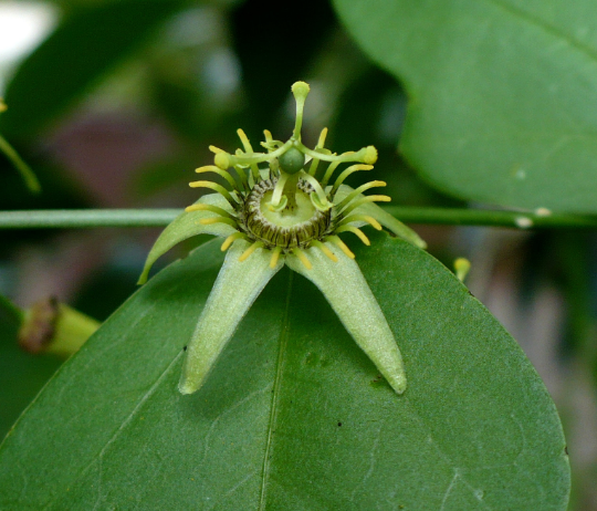 Corkystem Passion Flower   10 Seeds   Passiflora suberosa
