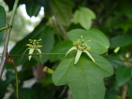 Corkystem Passion Flower   10 Seeds   Passiflora suberosa