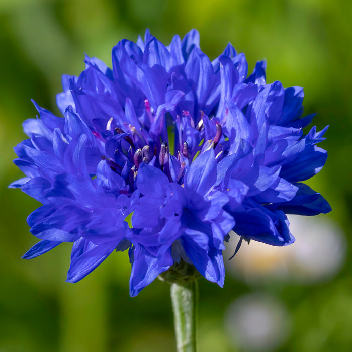 Cornflower  100 Seeds  Centaurea cyanus