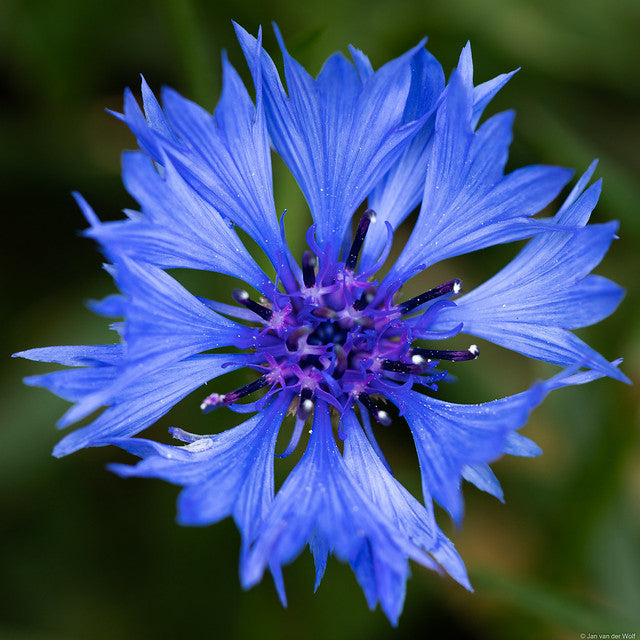 Cornflower  100 Seeds  Centaurea cyanus