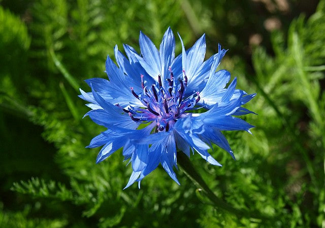 Cornflower  100 Seeds  Centaurea cyanus