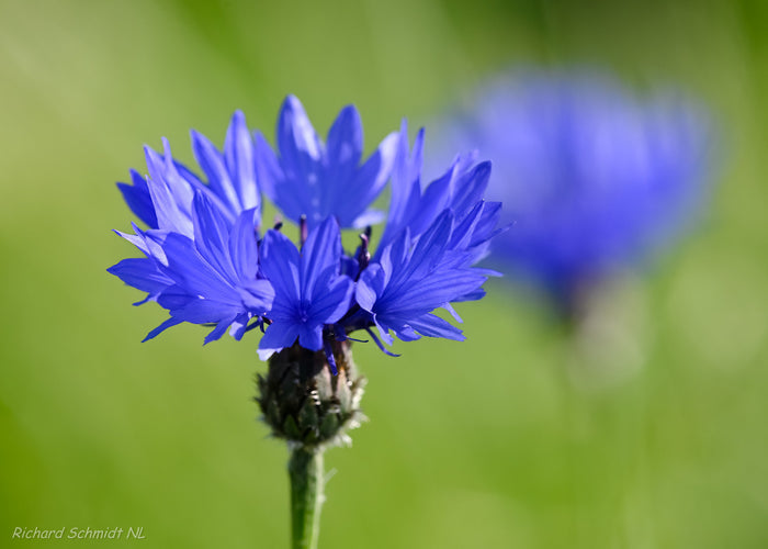 Cornflower  100 Seeds  Centaurea cyanus