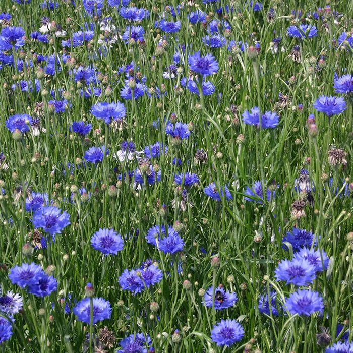 Cornflower  100 Seeds  Centaurea cyanus