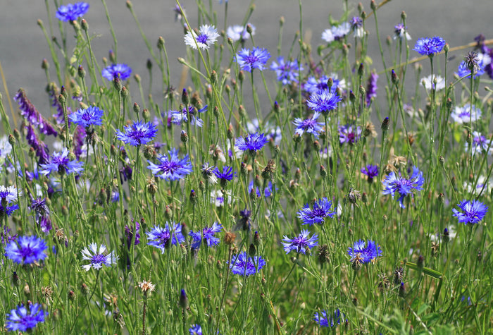 Cornflower  100 Seeds  Centaurea cyanus