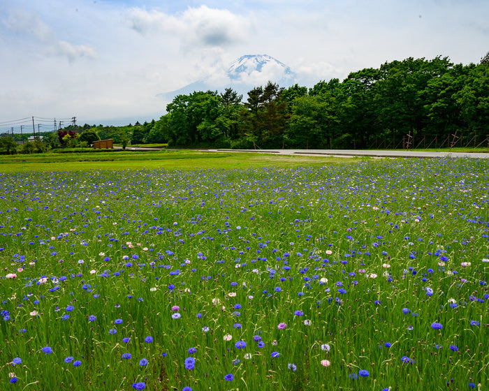 Cornflower  100 Seeds  Centaurea cyanus