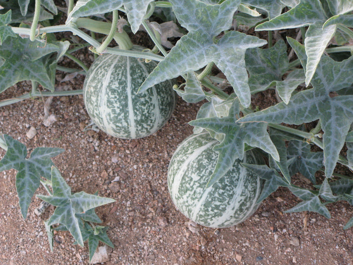 Coyote Gourd Cucurbita palmata 20 Seeds