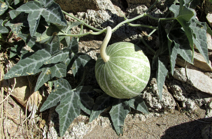 Coyote Gourd Cucurbita palmata 20 Seeds