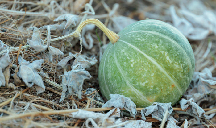 Coyote Gourd Cucurbita palmata 20 Seeds