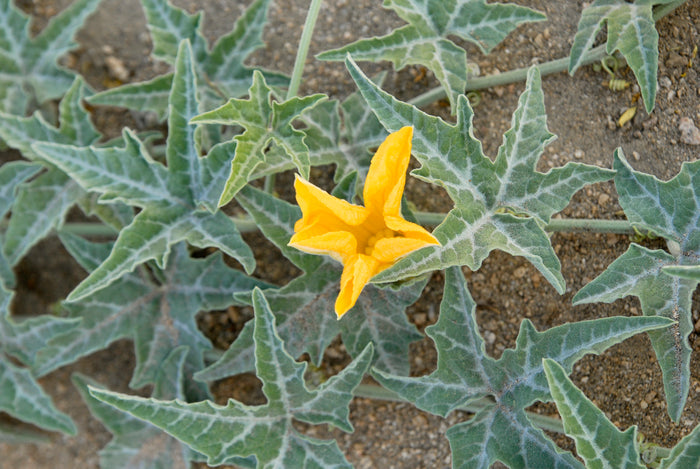 Coyote Gourd Cucurbita palmata 20 Seeds