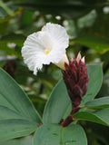 Crepe ginger  5 Seeds  Costus speciosus