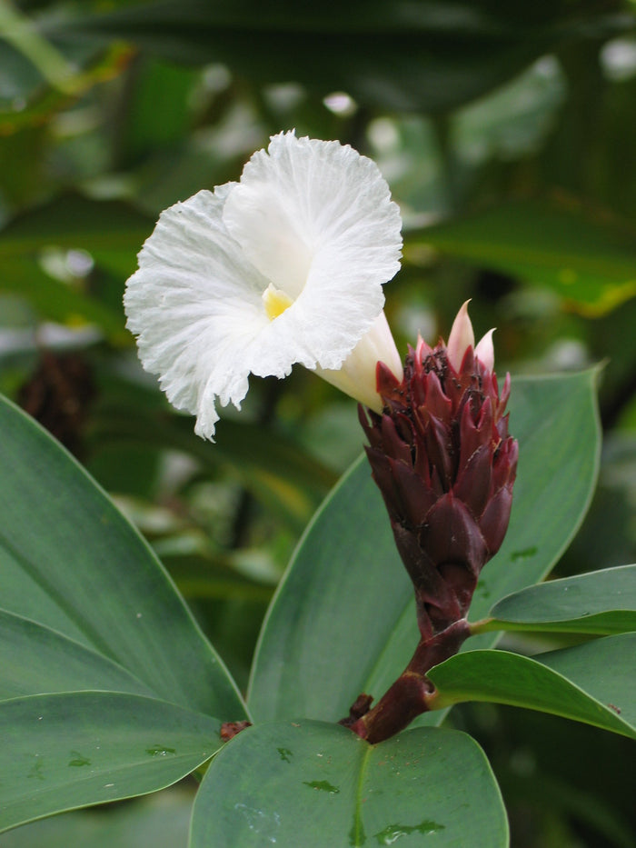 Crepe ginger  5 Seeds  Costus speciosus