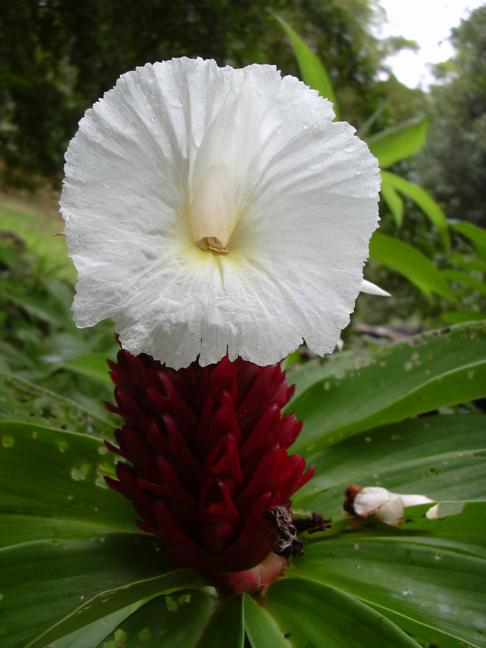 Crepe ginger  5 Seeds  Costus speciosus