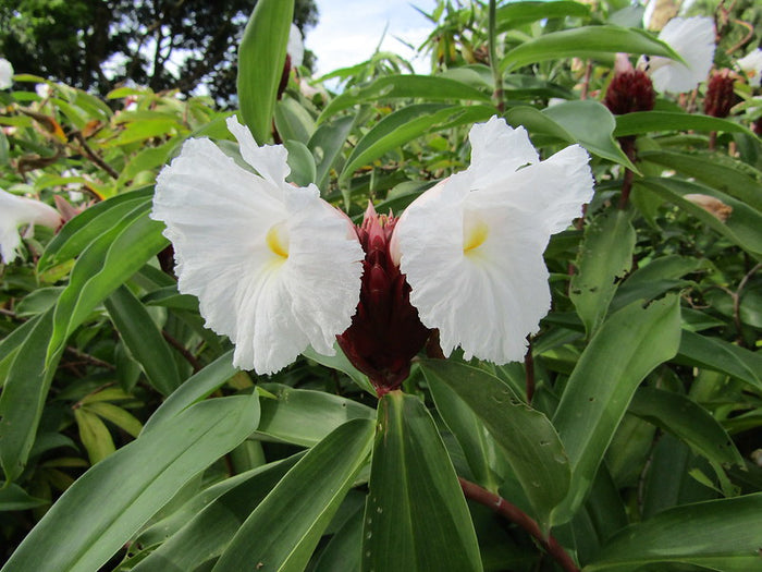 Crepe ginger  5 Seeds  Costus speciosus