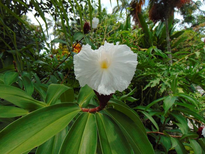 Crepe ginger  5 Seeds  Costus speciosus