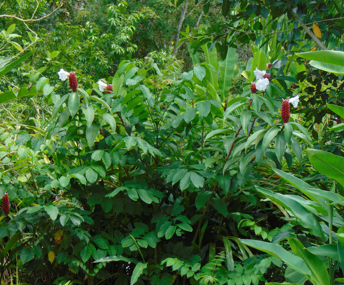Crepe ginger  5 Seeds  Costus speciosus