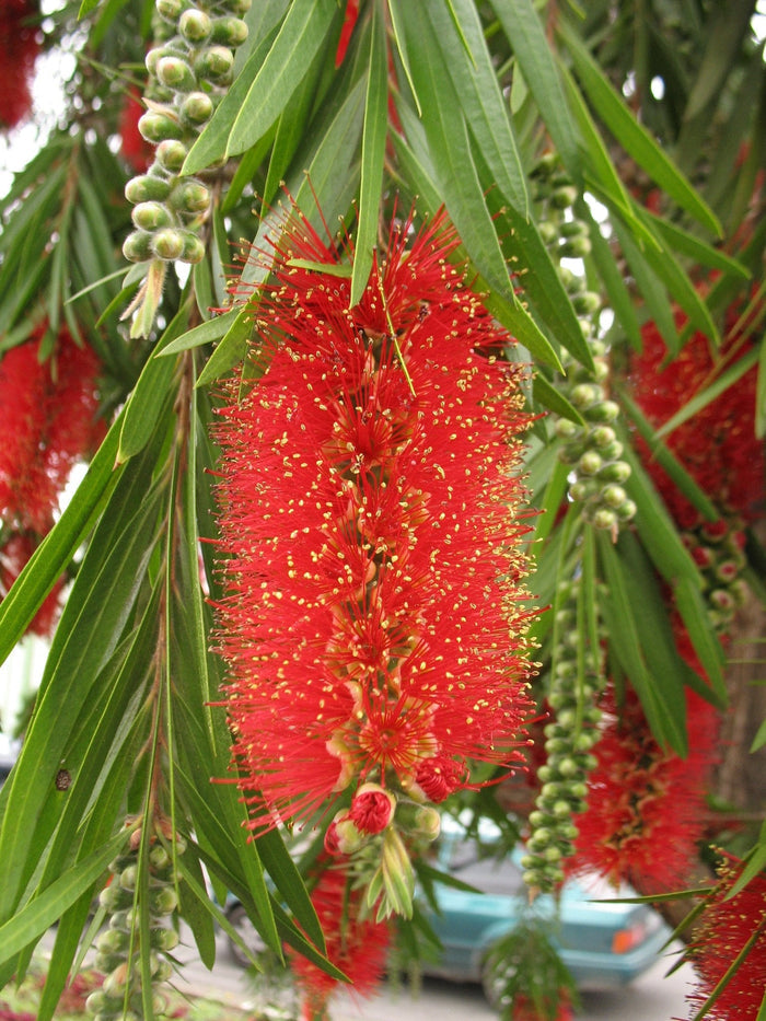 Crimson Bottlebrush 100 Seeds Callistemon citrinus