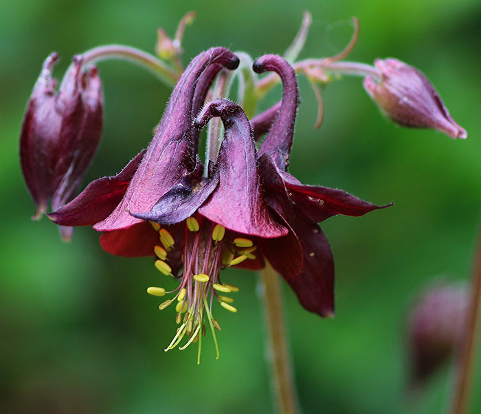Dark Columbine  Aquilegia atrata  20 Seeds