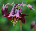 Dark Columbine  Aquilegia atrata  20 Seeds