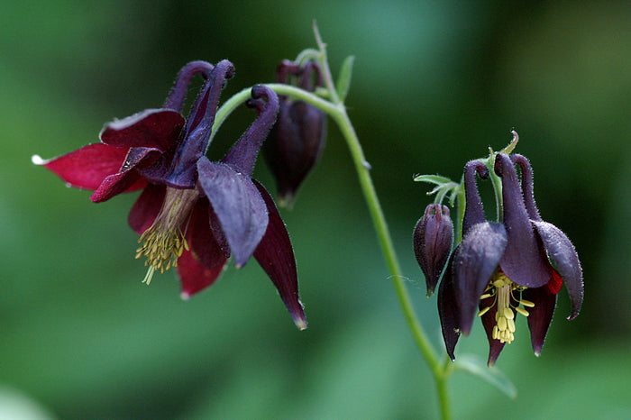 Dark Columbine  Aquilegia atrata  20 Seeds