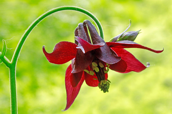 Dark Columbine  Aquilegia atrata  20 Seeds