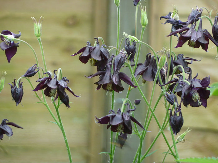 Dark Columbine  Aquilegia atrata  20 Seeds