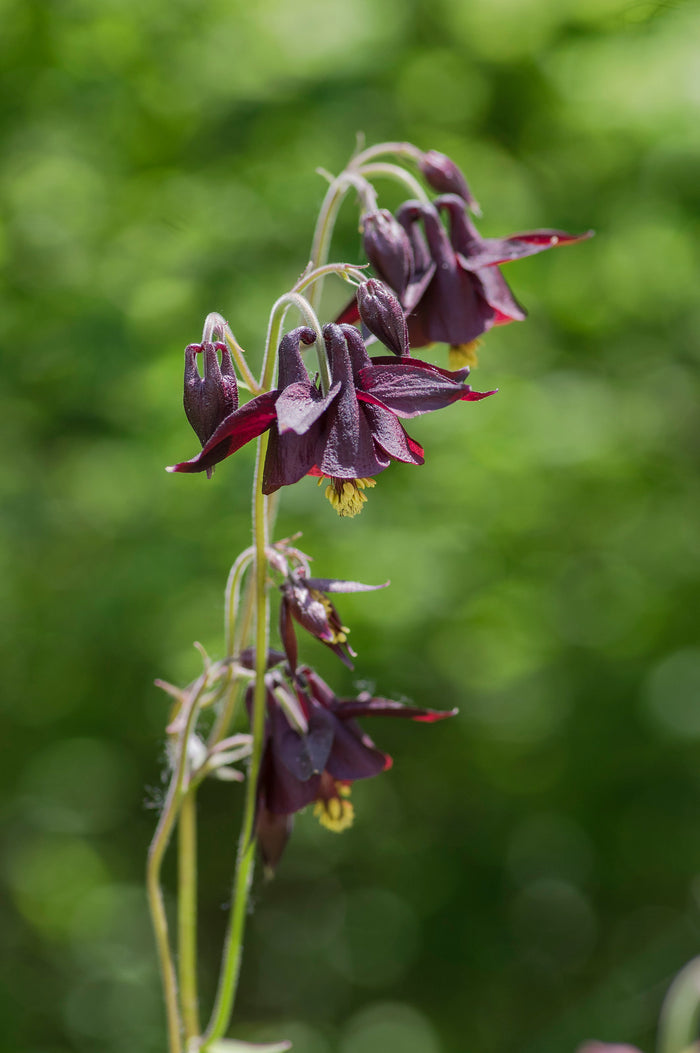 Dark Columbine  Aquilegia atrata  20 Seeds