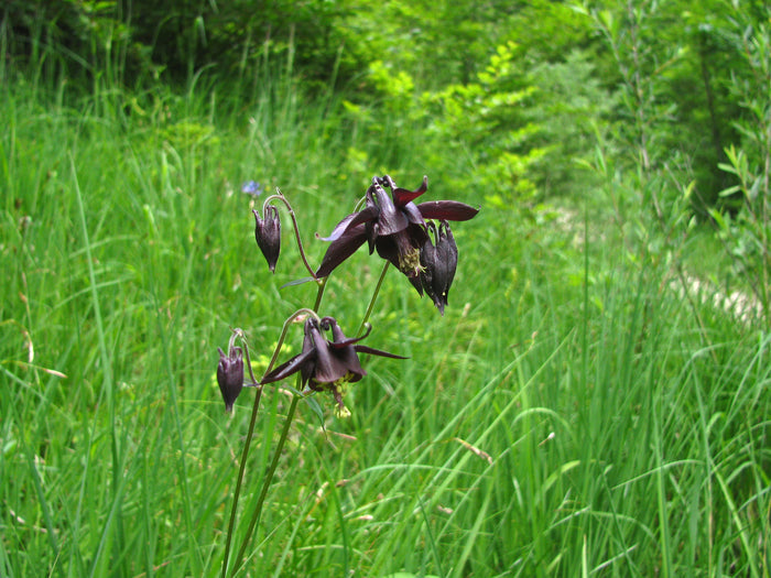 Dark Columbine  Aquilegia atrata  20 Seeds