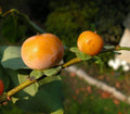Date Plum Diospyros lotus 20 Seeds