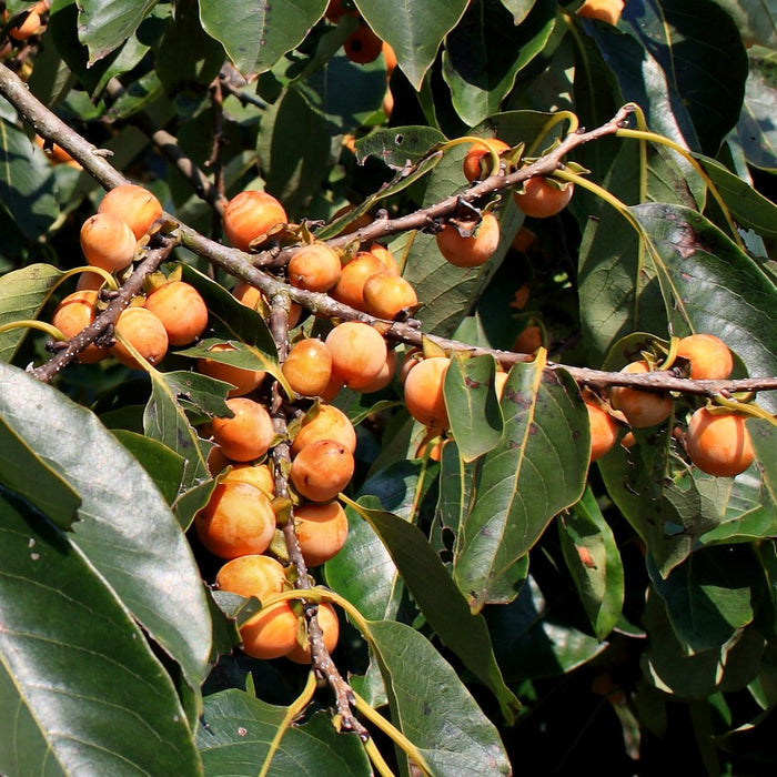 Date Plum Diospyros lotus 20 Seeds