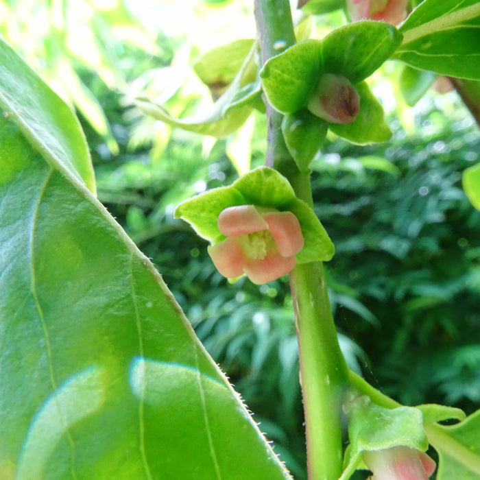 Date Plum Diospyros lotus 20 Seeds