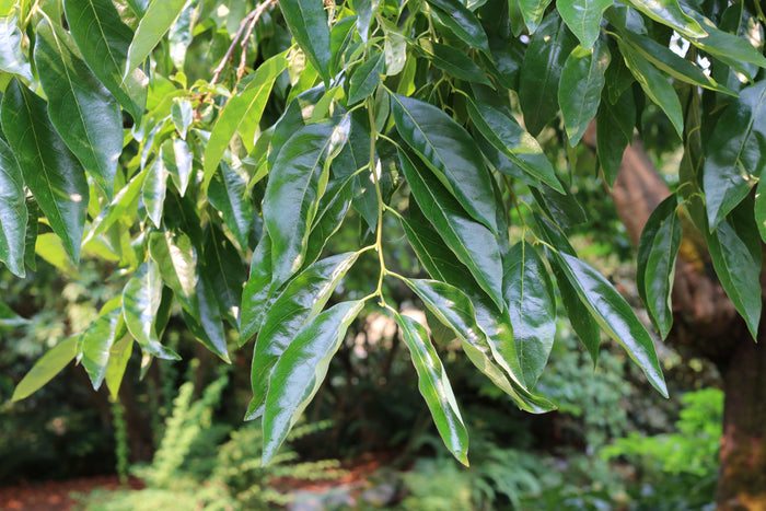 Date Plum Diospyros lotus 20 Seeds
