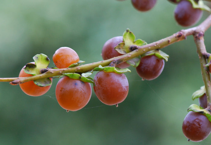 Date Plum Diospyros lotus 20 Seeds