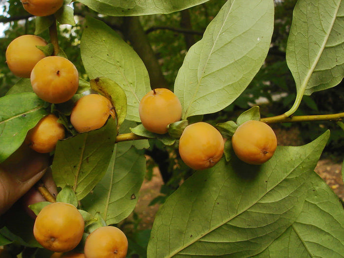 Date Plum Diospyros lotus 20 Seeds