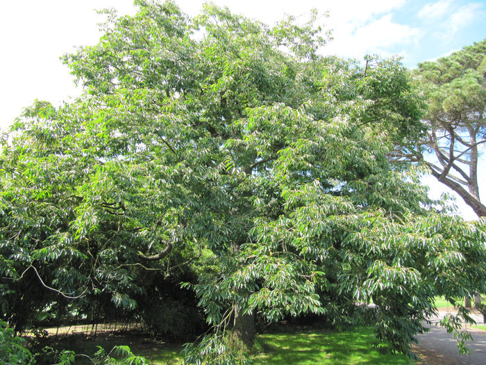 Date Plum Diospyros lotus 20 Seeds