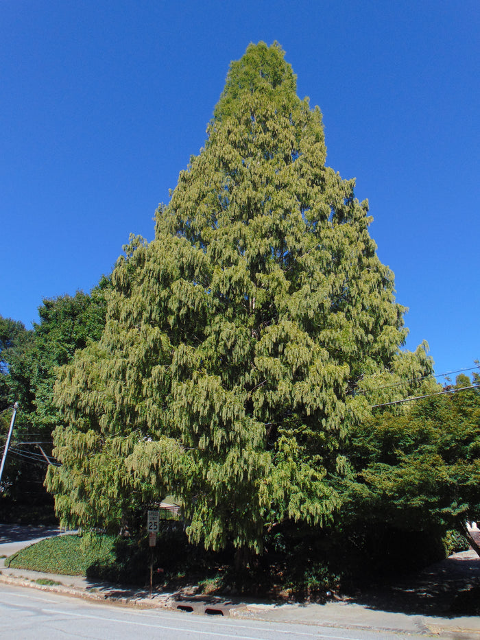 Dawn Redwood   100 Seeds   Metasequoia glyptostroboides