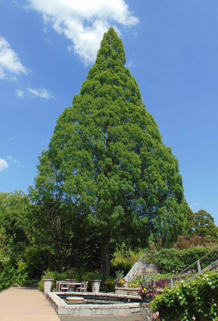 Dawn Redwood   100 Seeds   Metasequoia glyptostroboides