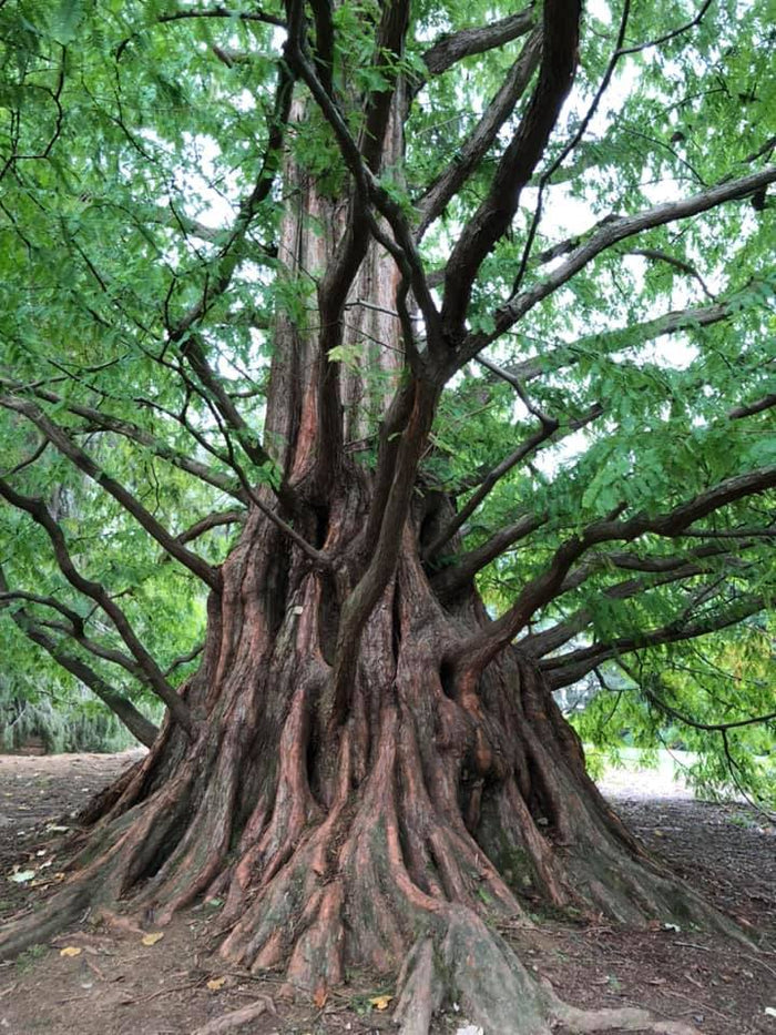 Dawn Redwood   100 Seeds   Metasequoia glyptostroboides