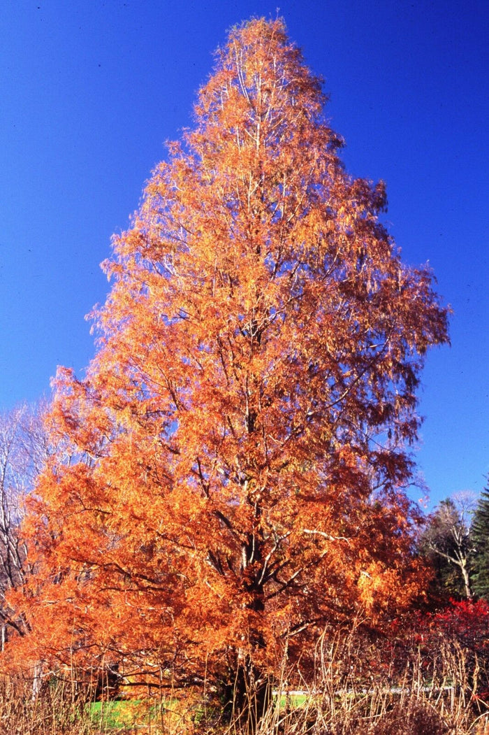 Dawn Redwood   100 Seeds   Metasequoia glyptostroboides