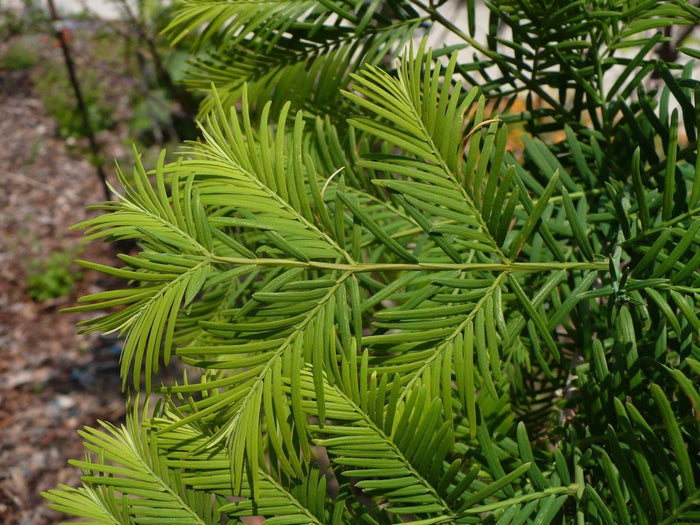 Dawn Redwood   100 Seeds   Metasequoia glyptostroboides