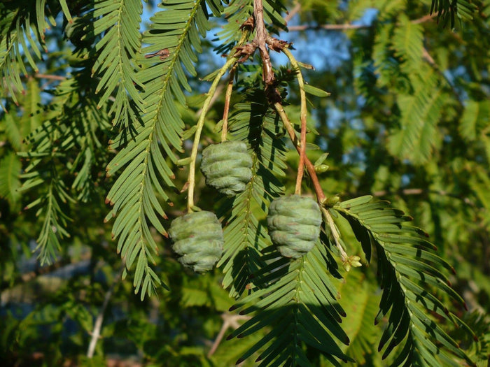 Dawn Redwood   100 Seeds   Metasequoia glyptostroboides