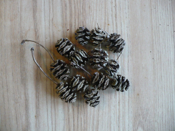 Dawn Redwood   100 Seeds   Metasequoia glyptostroboides