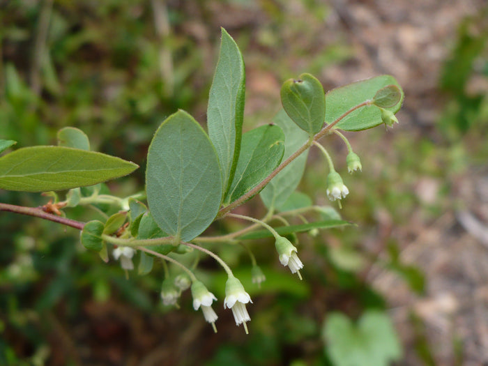 Deerberry   100 Seeds   Vaccinium stamineum