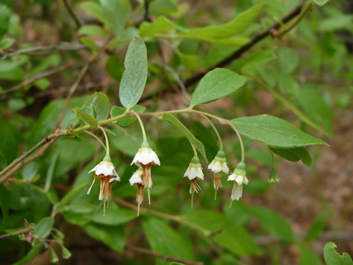Deerberry   100 Seeds   Vaccinium stamineum