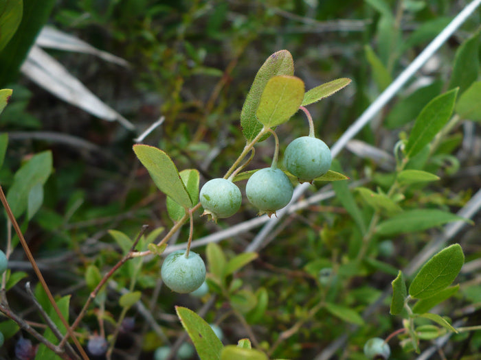 Deerberry   100 Seeds   Vaccinium stamineum
