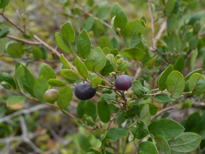 Deerberry   100 Seeds   Vaccinium stamineum