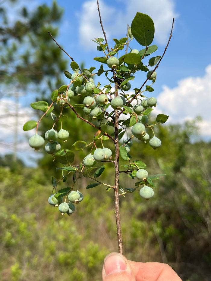 Deerberry   100 Seeds   Vaccinium stamineum