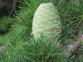 Deodar Cedar   20 Seeds   Cedrus deodara