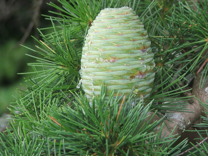 Deodar Cedar   20 Seeds   Cedrus deodara