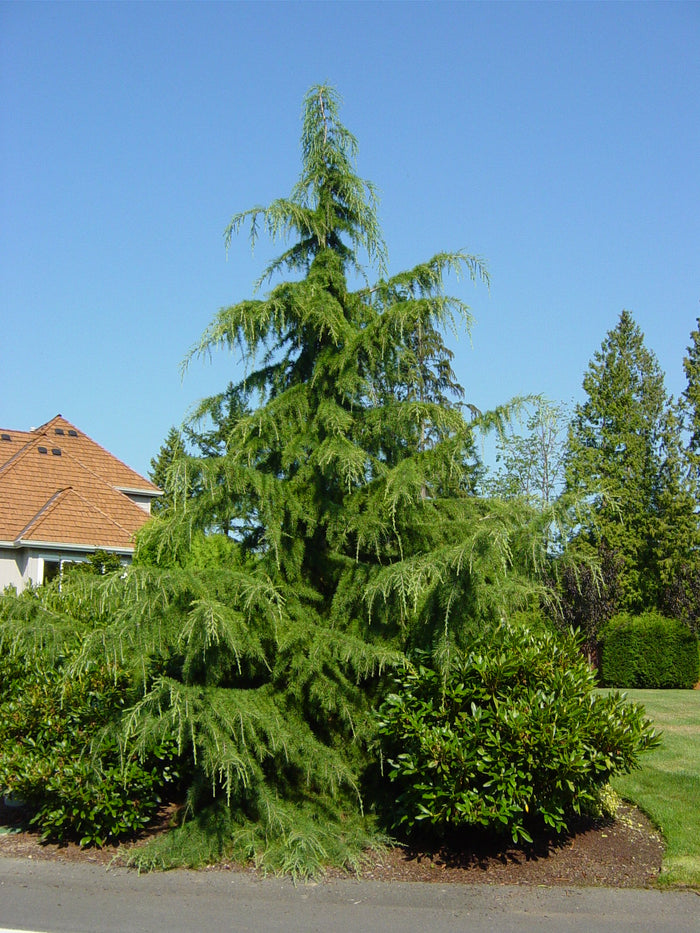 Deodar Cedar   20 Seeds   Cedrus deodara
