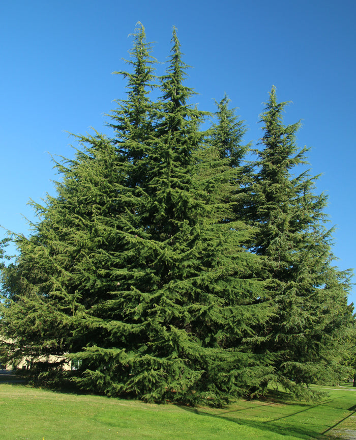 Deodar Cedar   20 Seeds   Cedrus deodara